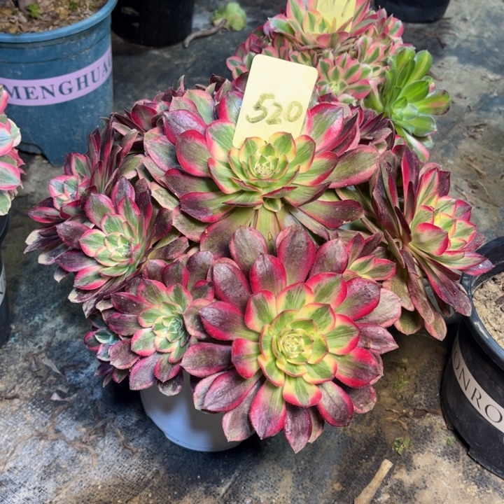 520云荷多肉一物一拍