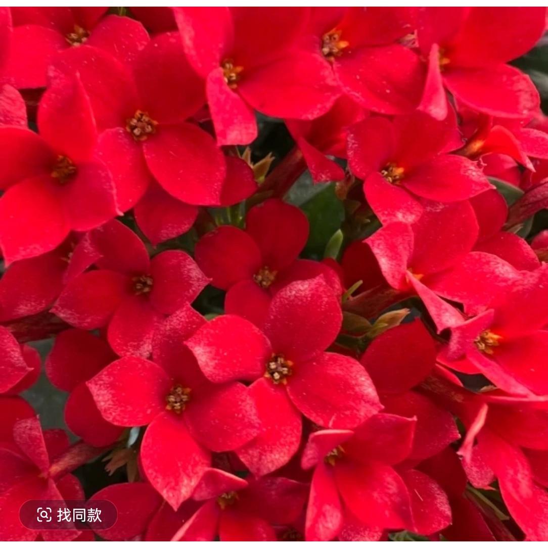 长寿花（胭脂红）120盆大盆独杆精品