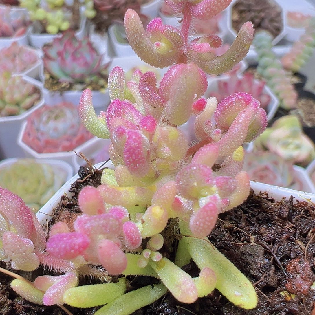 红宝石锦19包邮多肉