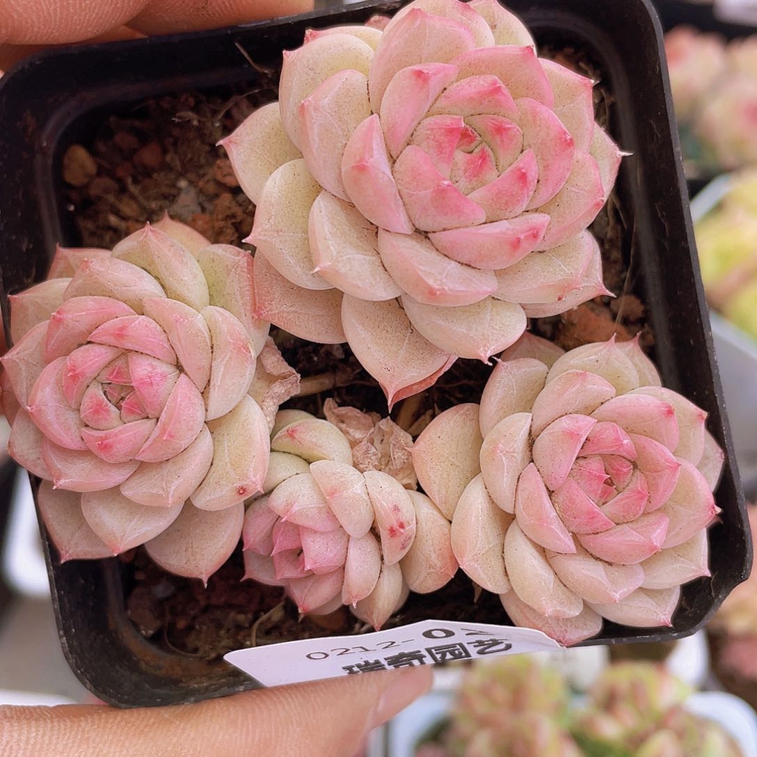 000000000000002量拍