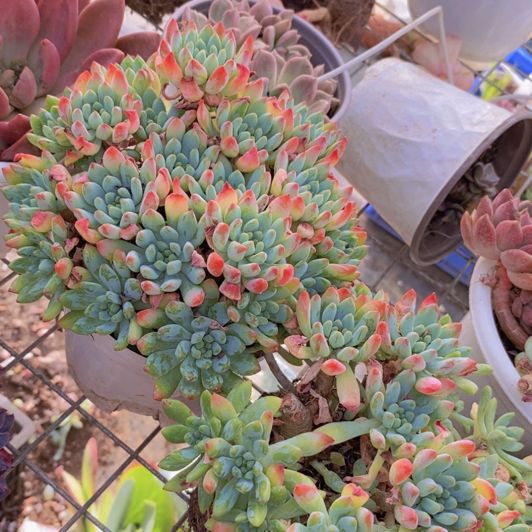 蓝苹果整桩整群两盆