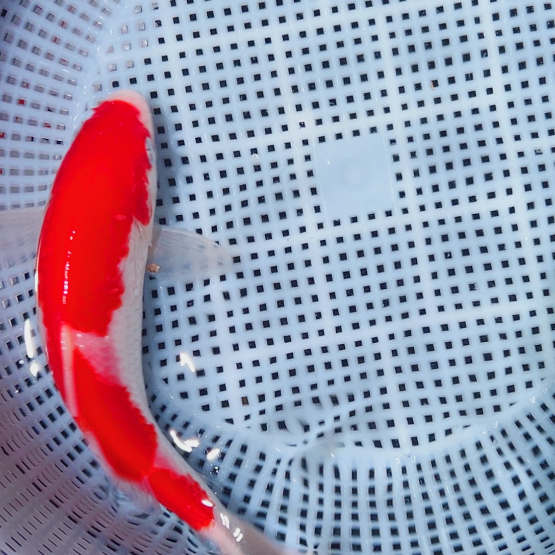 锦鲤锦鲤观赏鱼1111