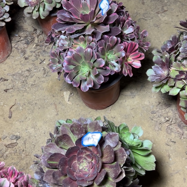 多肉植物金丝法师7
