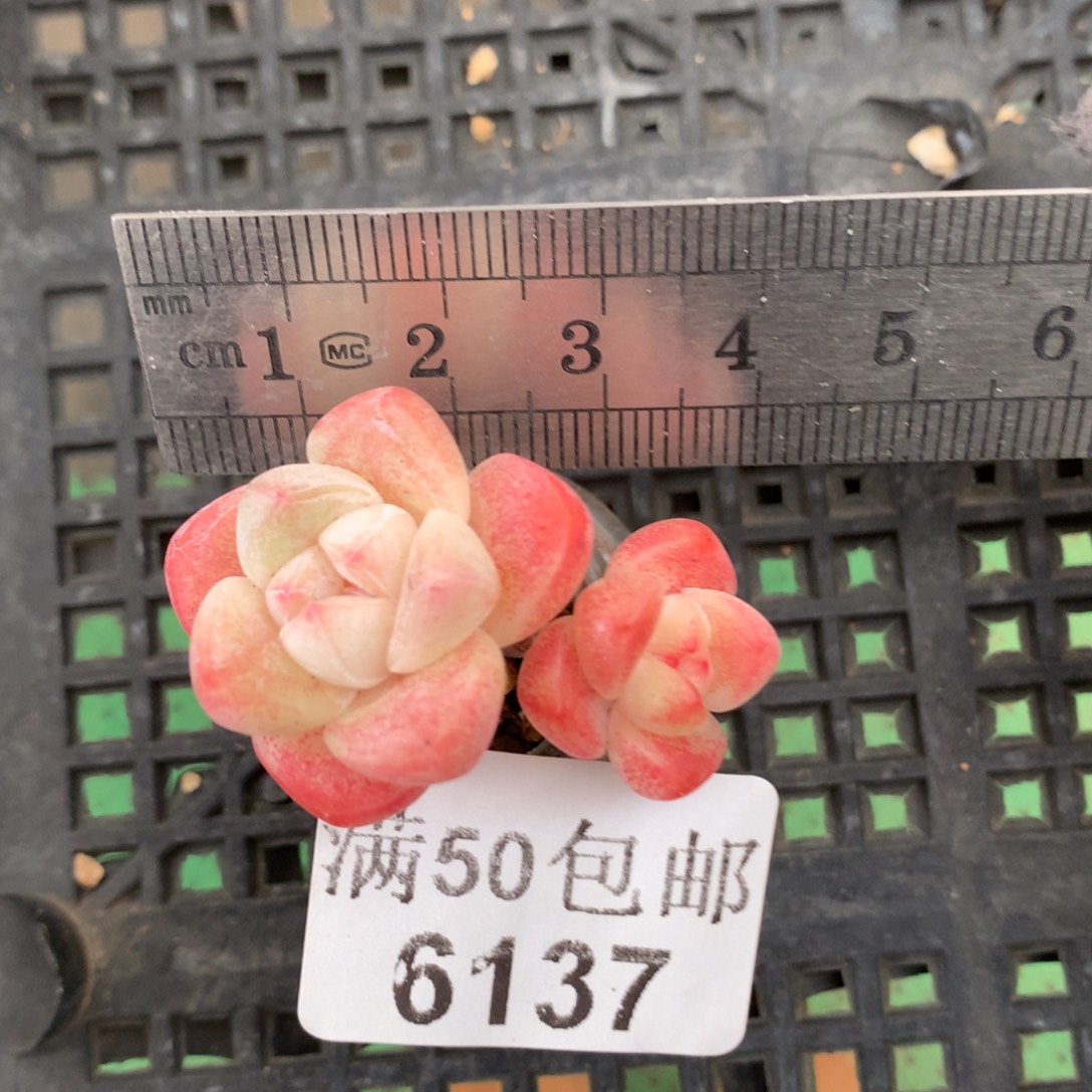 6137。玻璃瓶冰玉双头。