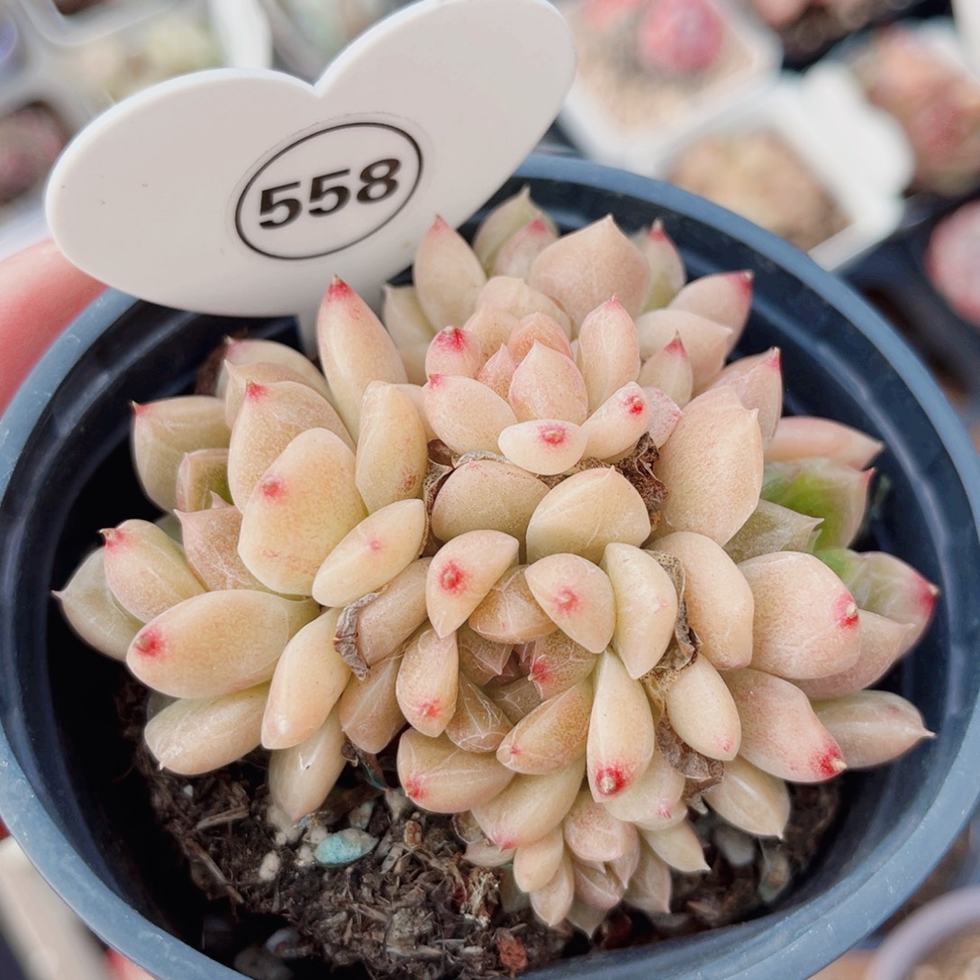 558号小老桩珍妮群