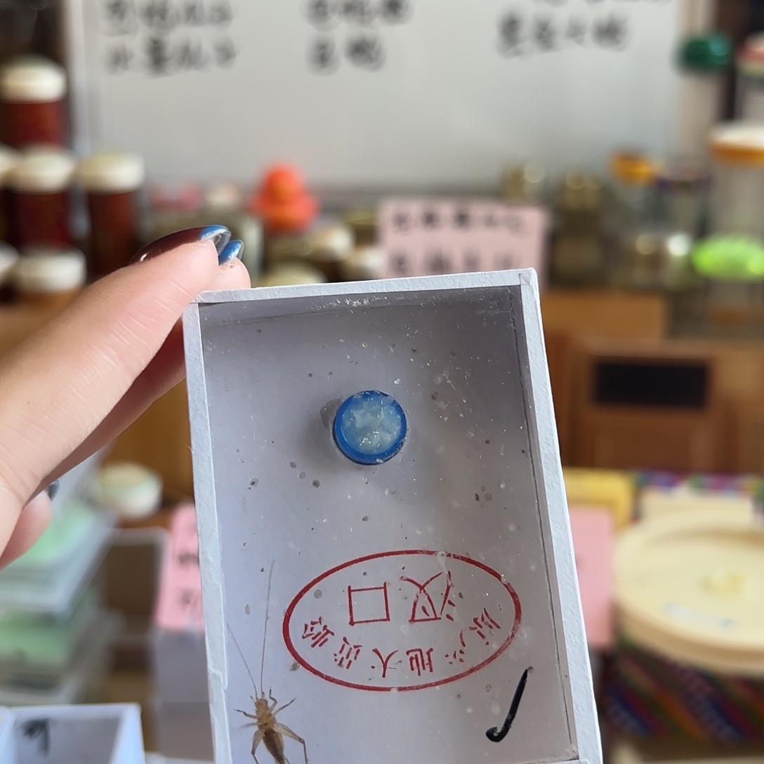 短须大黄不包断须尾