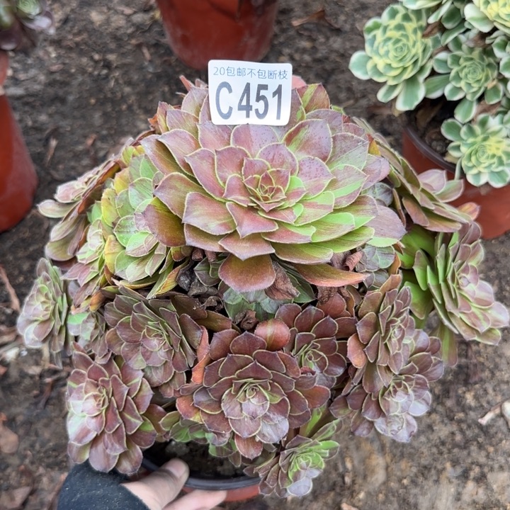 花月夜……多肉植物……