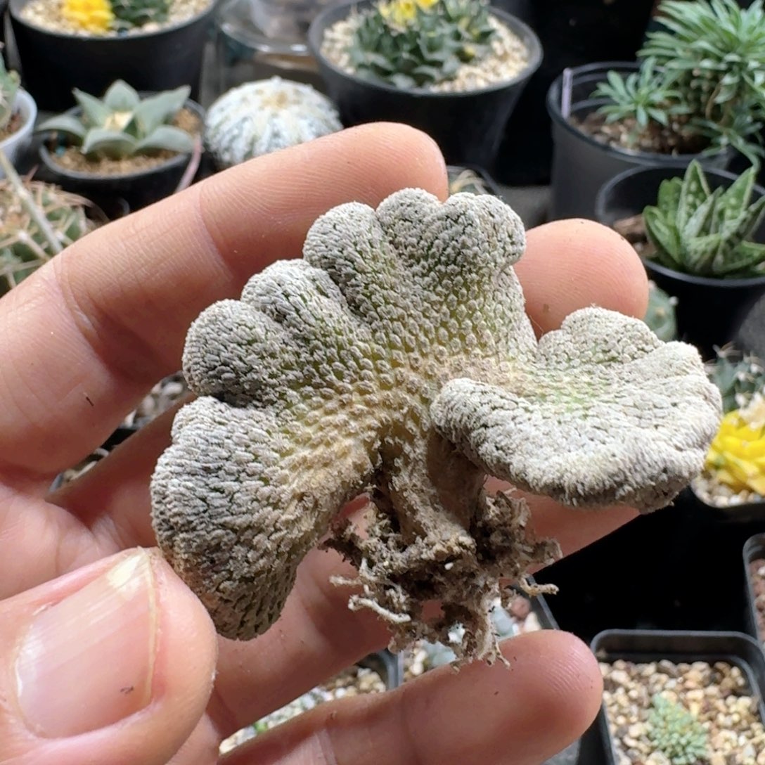 494精巧丸缀化脱土发货