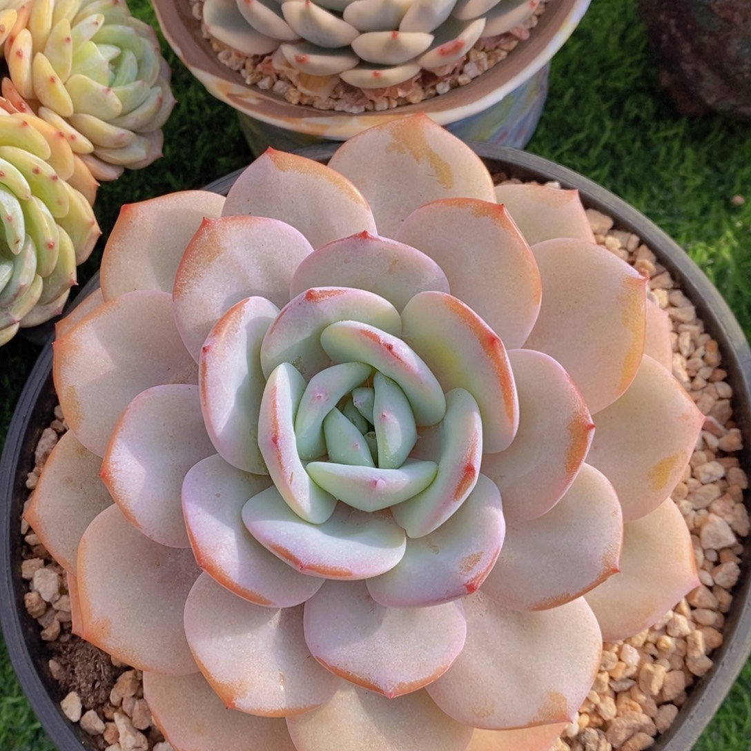 奶茶 一物一拍 多肉