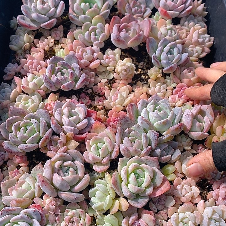 224 多肉植物盆栽花卉植物