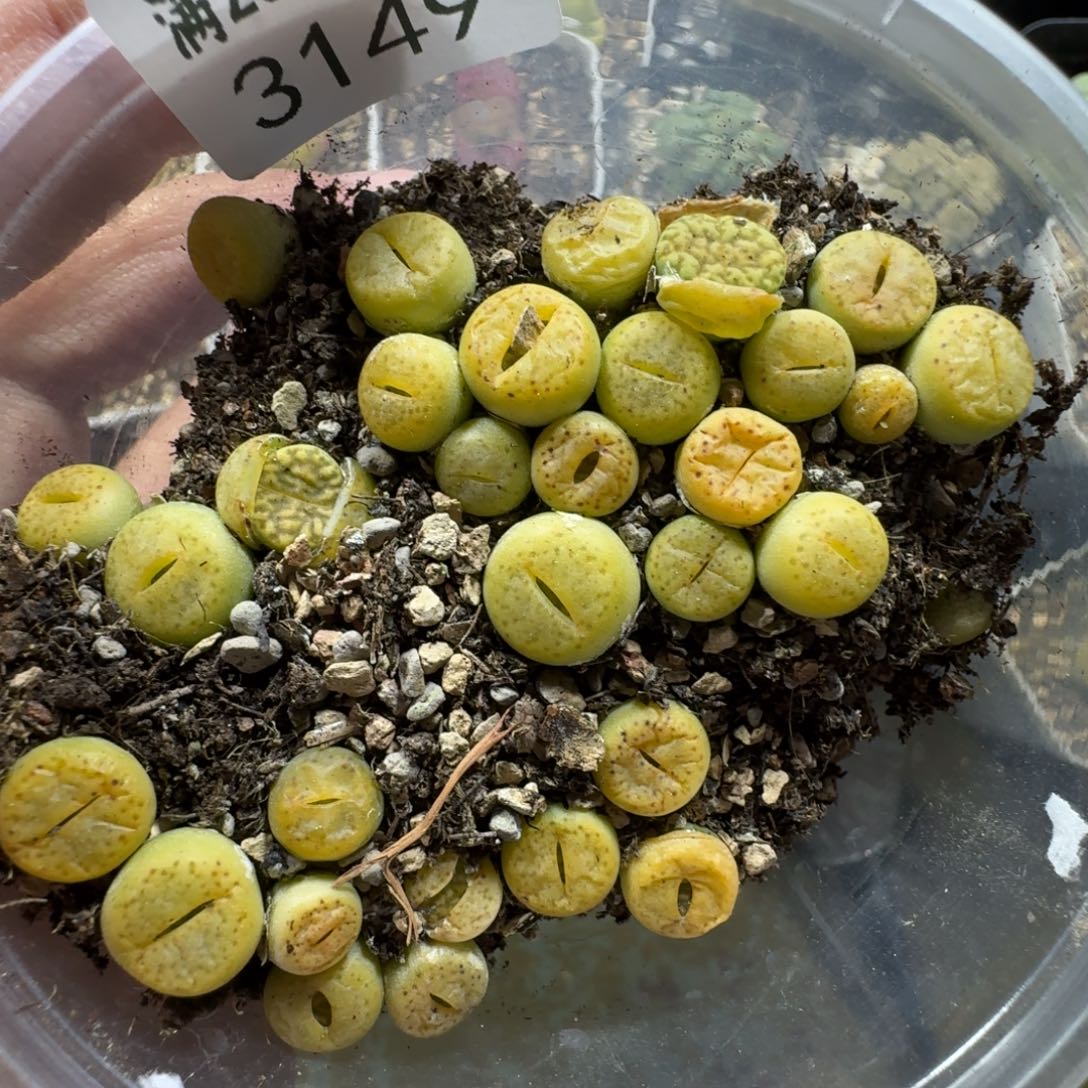 3149。黄鸣玄。多肉植物