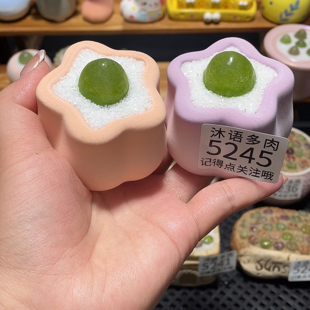 钱***进带盆土植物 一物一拍5245