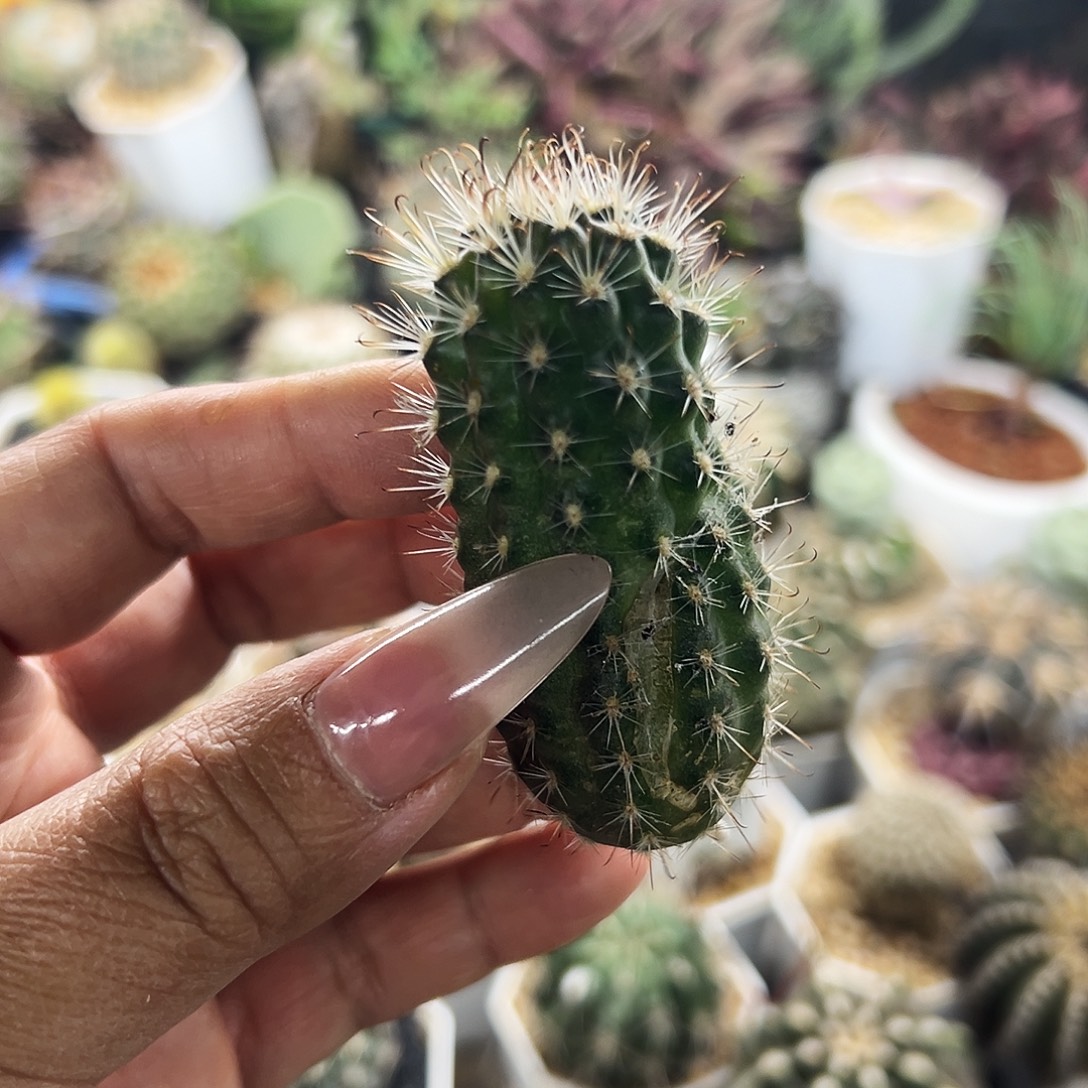 狼爪仙人球666666