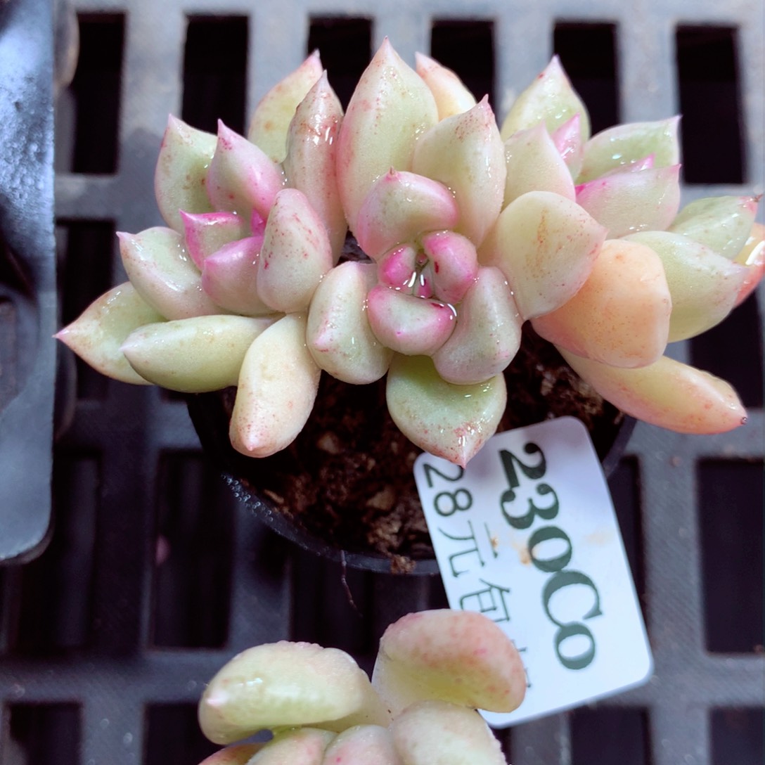 5厘米盆精控多肉230