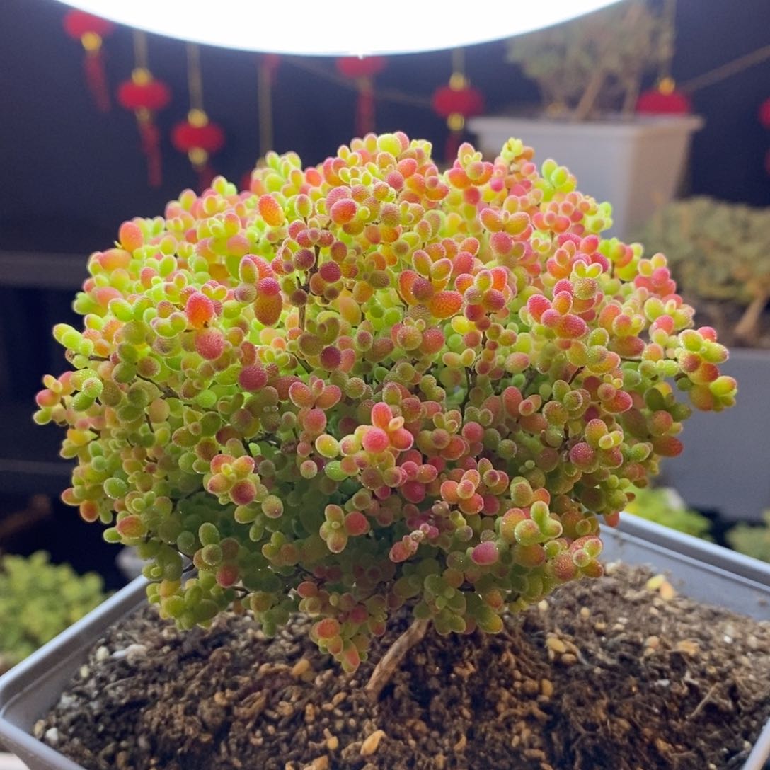 221号蜜橘糖球枝干多肉