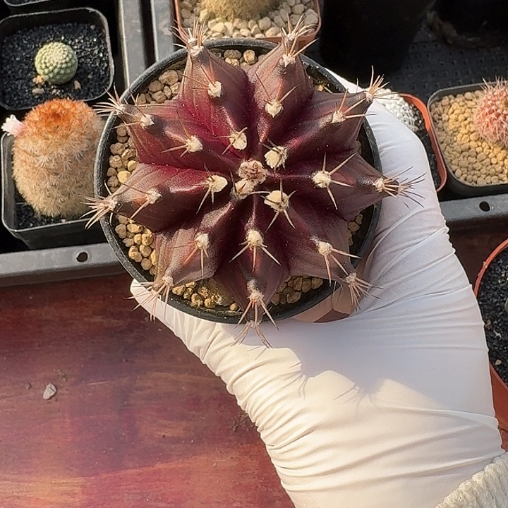 A****I黑美人仙人球的123