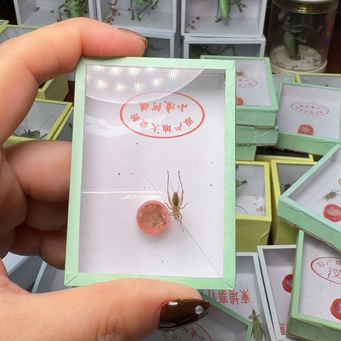 一条大黄。           