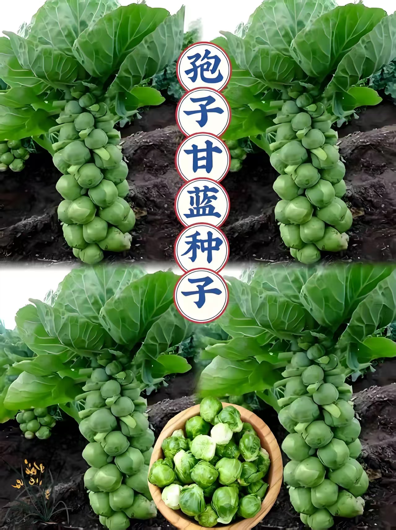 孢子甘蓝种子孢子甘蓝菜子甘兰小包心菜四季播蔬菜