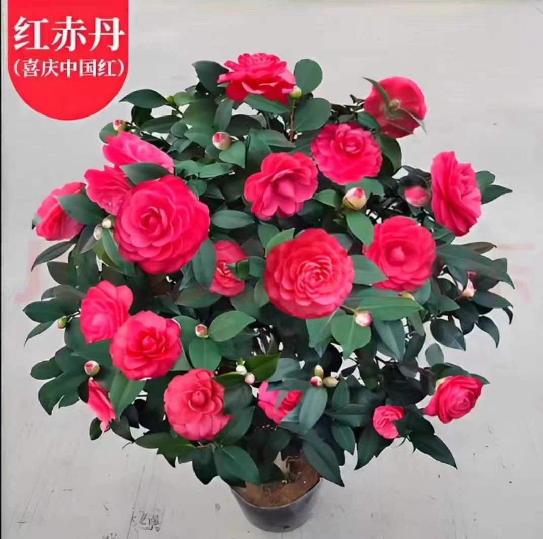 【中国红】山茶花树苗盆栽带苞六角大红粉赤丹粉丹对版花卉绿植庭院
