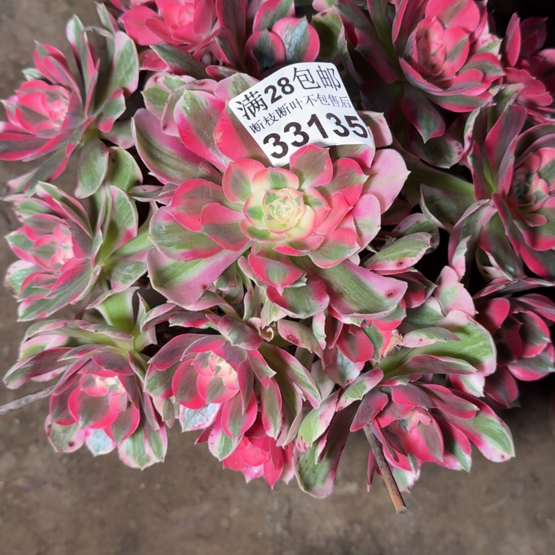 33138女郎不包断枝话