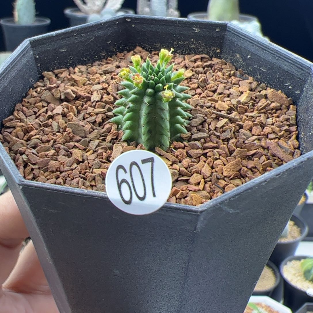 小海胆大戟一物一拍607