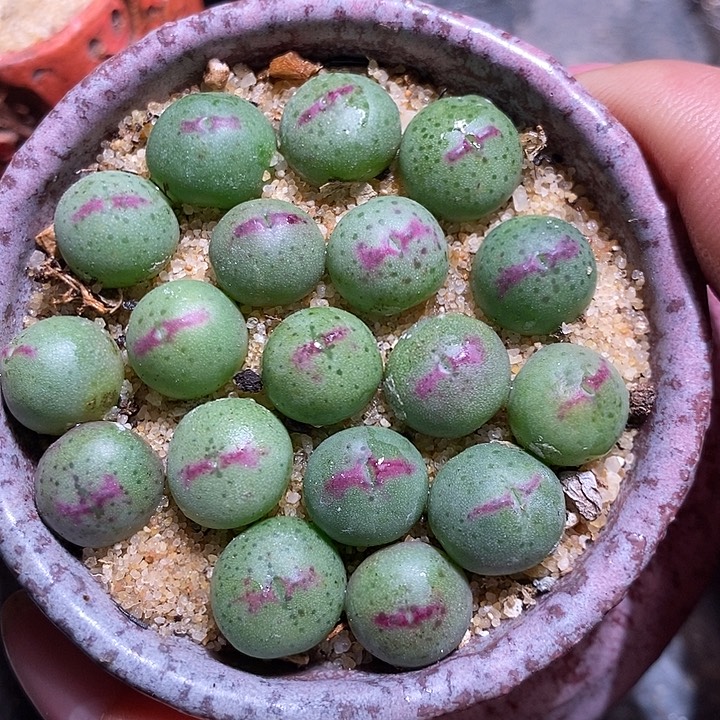 136皮卡丘一颗。      