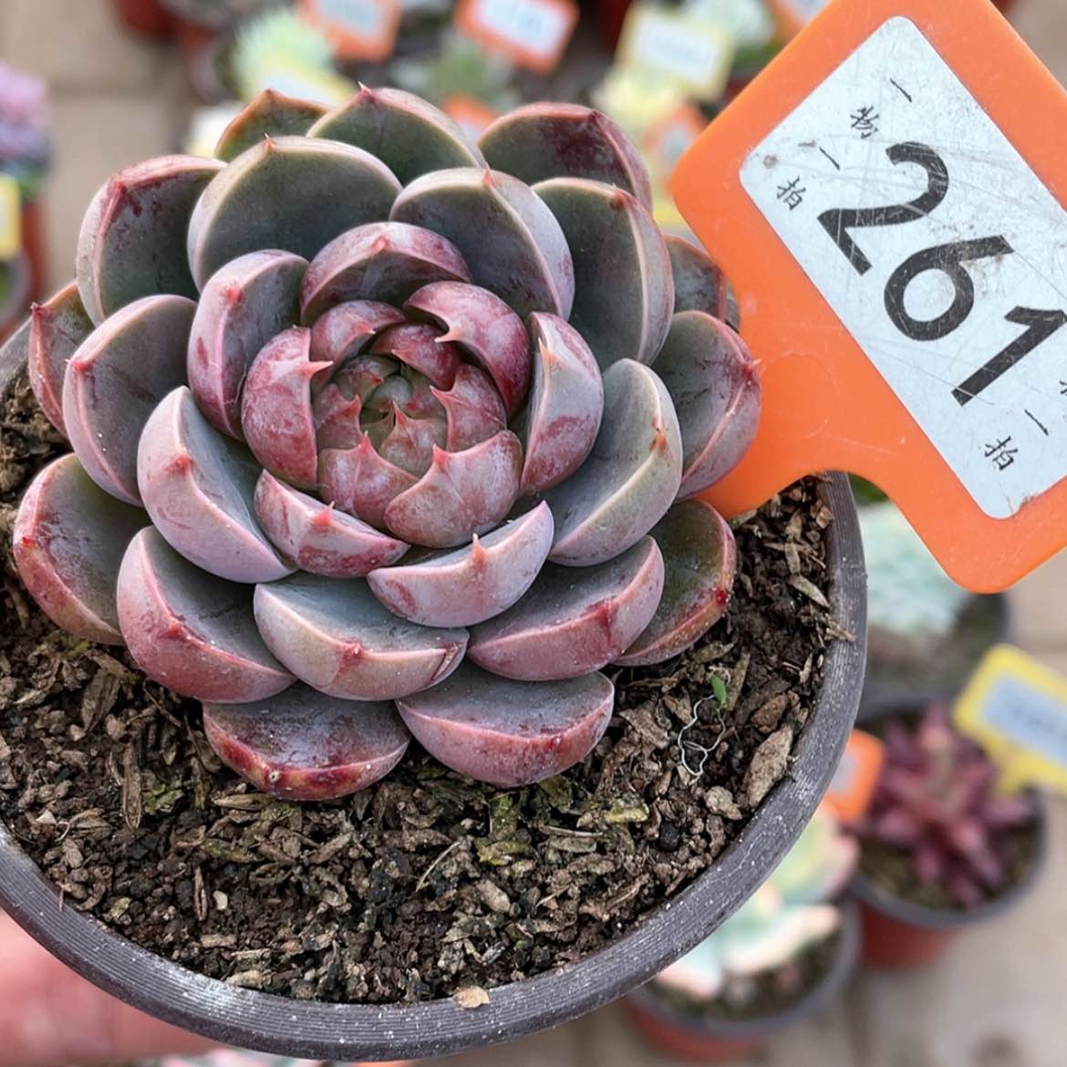 【闪购商品】261号