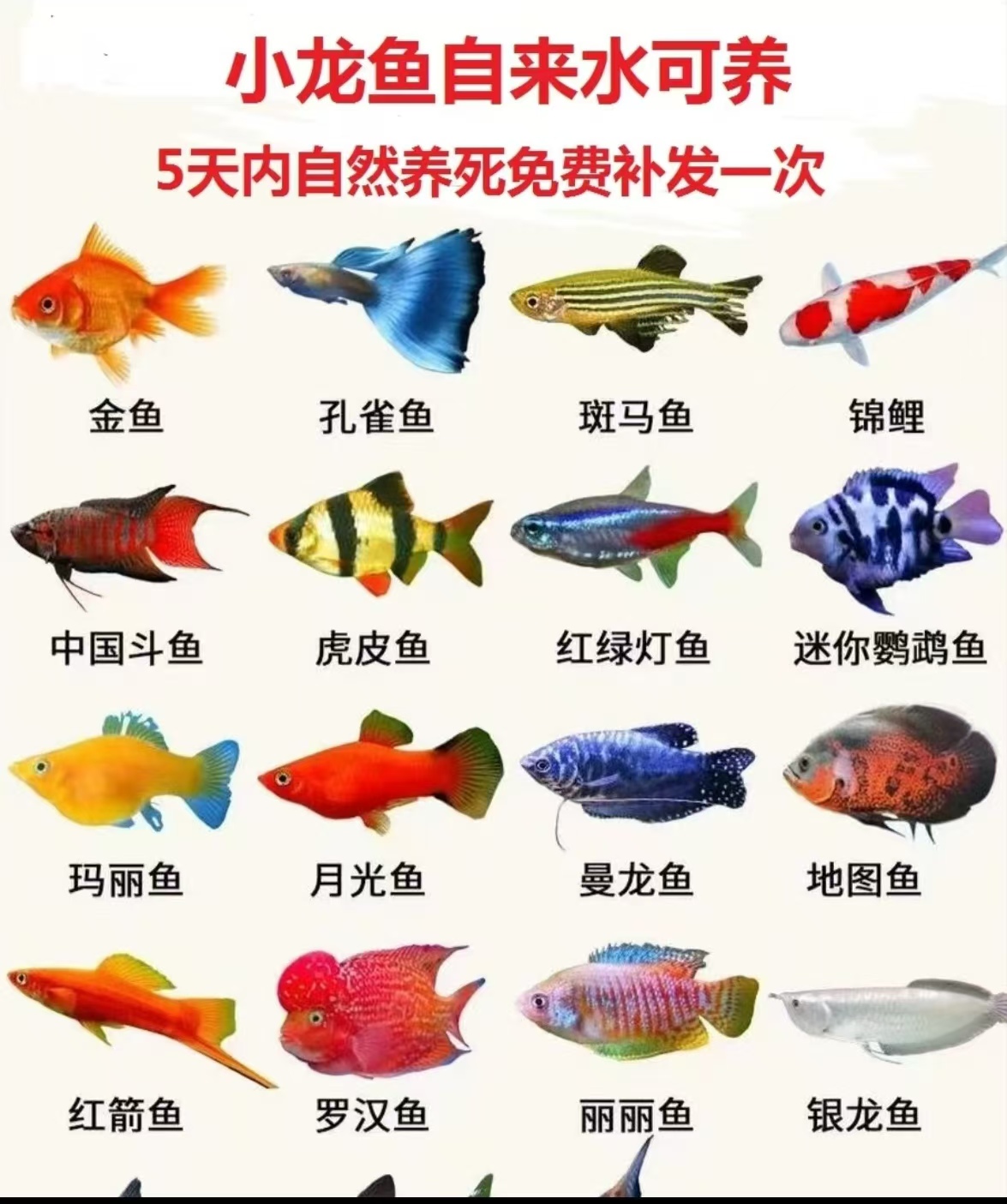 二号龙睛草金观赏鱼