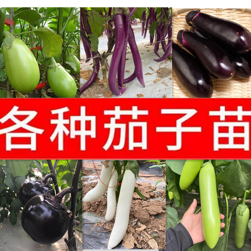 茄子秧苗紫长茄子苗青茄苗杭茄苗紫圆茄苗紫红茄苗阳台盆栽庭院