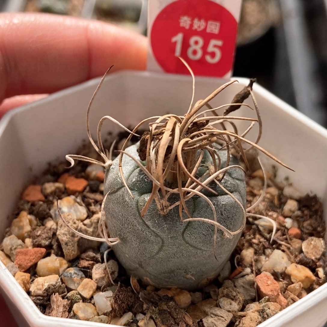 实生上腊狂老娇丽2.7cm