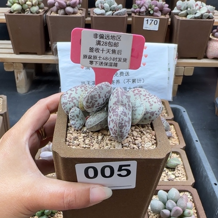 向***朵005花旦多肉的植物