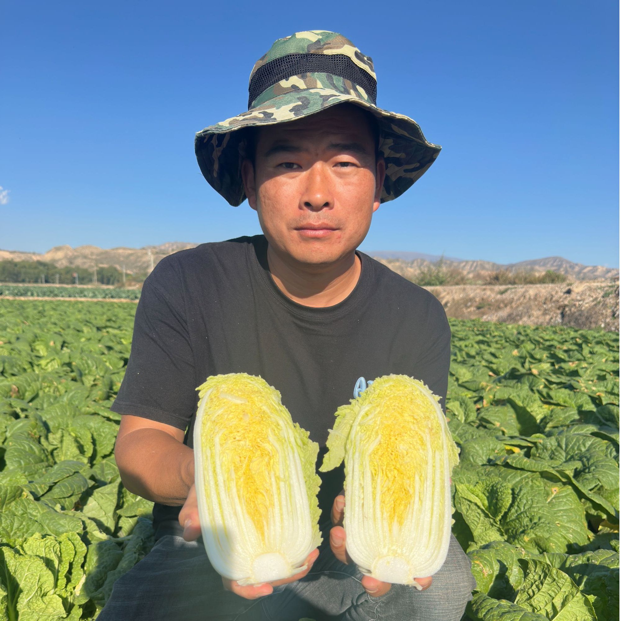 霜打娃娃菜露天种植 产地直发  新鲜采摘现砍现发黄心娃娃菜