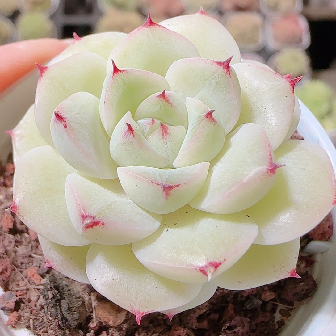 花语逸镜1120-156