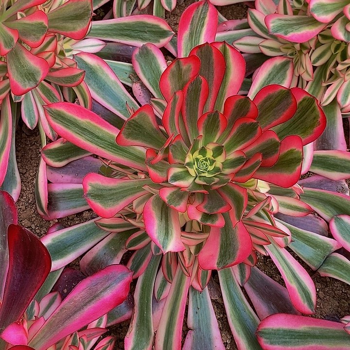 红粉知己法师手捧