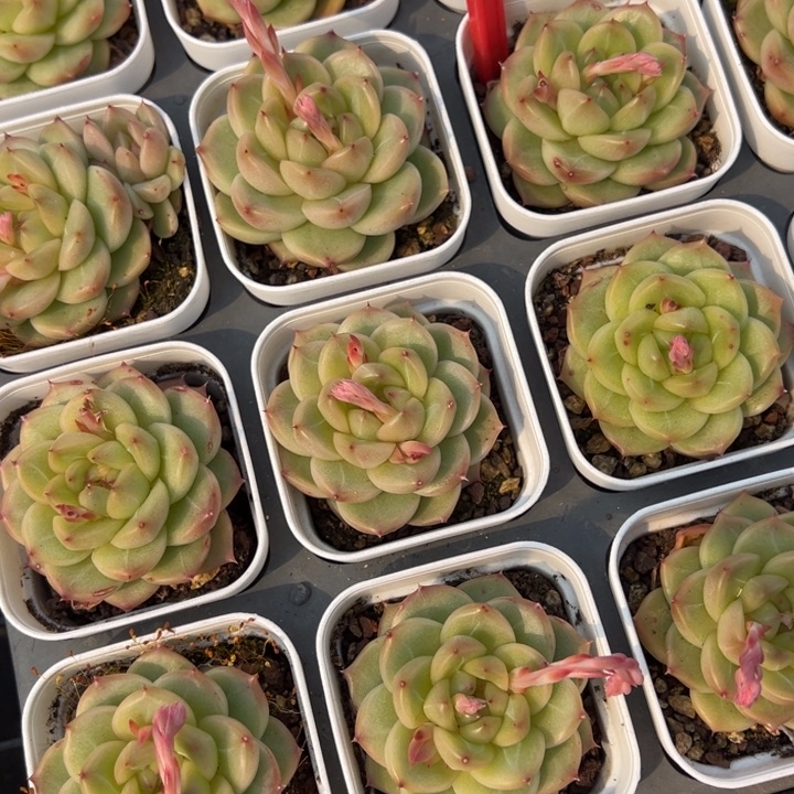 绿钻珍妮一颗量拍多肉满20包邮下午发