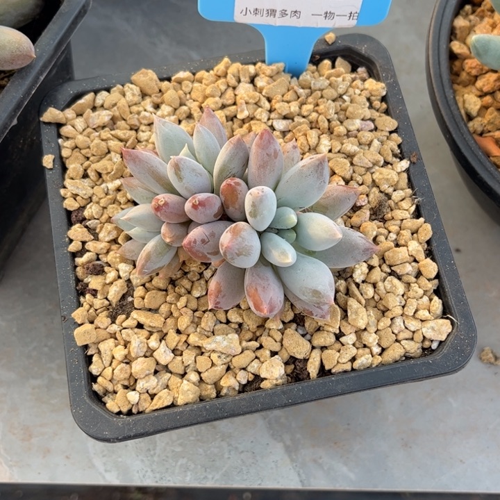 哥特萝莉一物一拍139