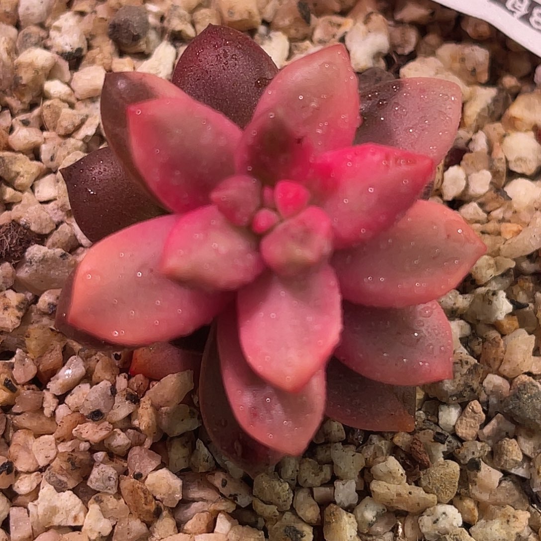 尚品园艺福利锦8516