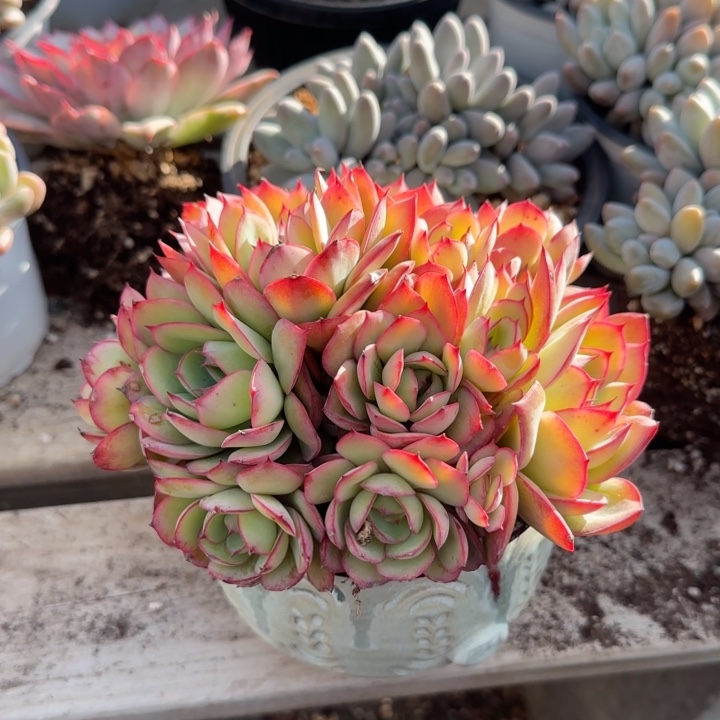 牡丹亭群生五十包邮