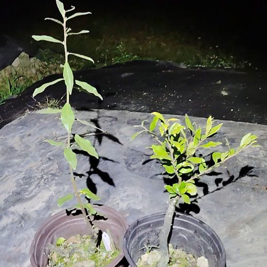 完全开放金瓜金弹子