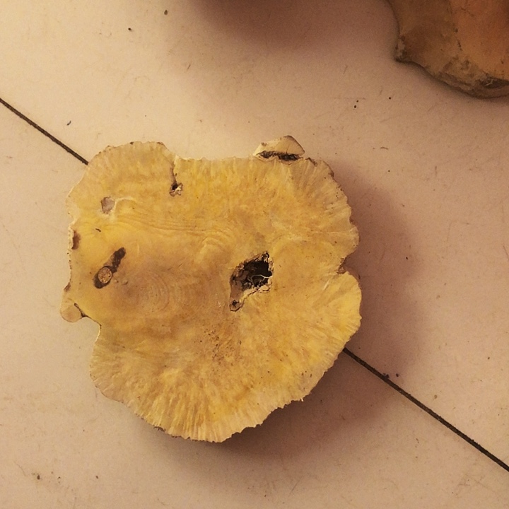 藕***处木木料木料木料木料