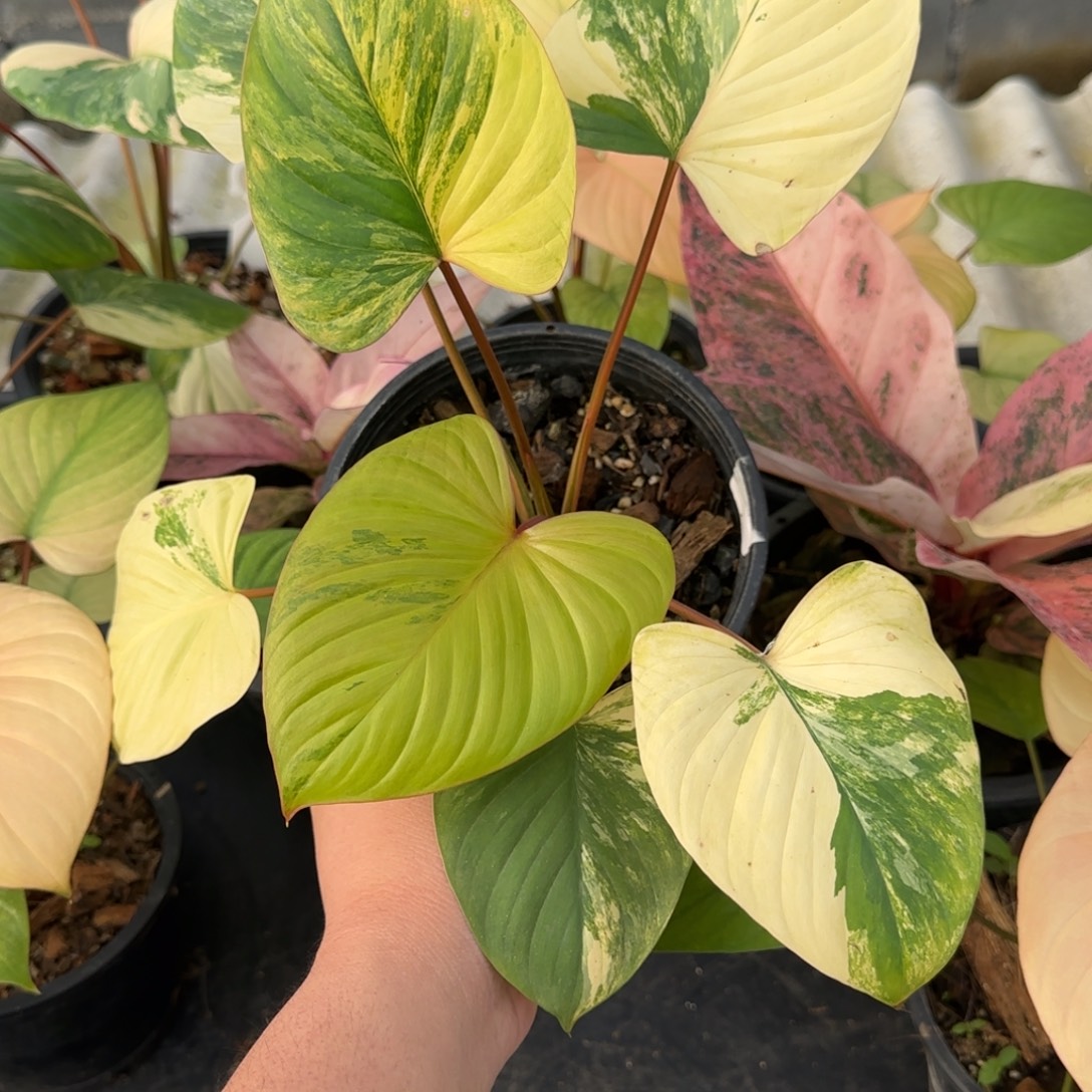 5-1221泰国发货千年健黄锦