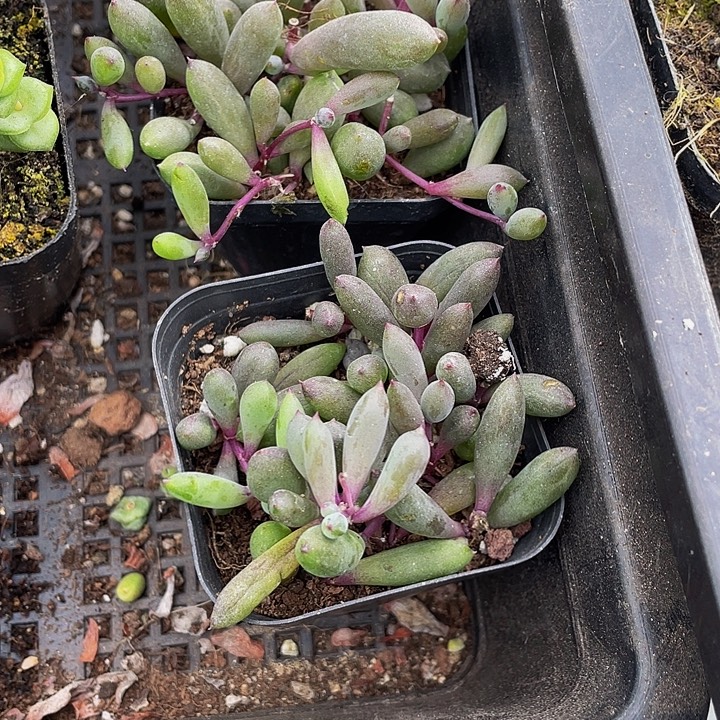 紫玄月带盆土发过