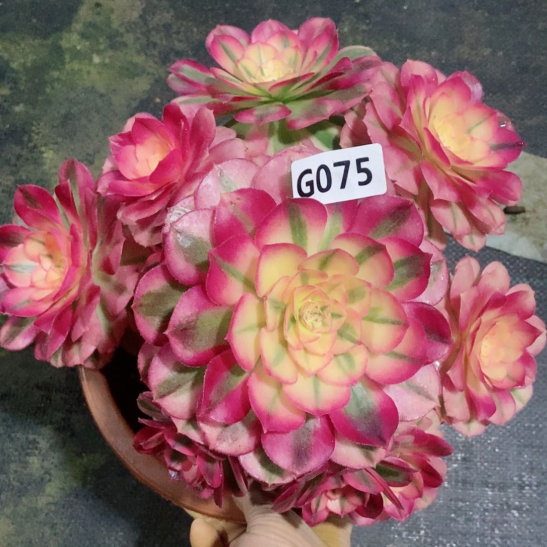 红陶075倾城4冠服18