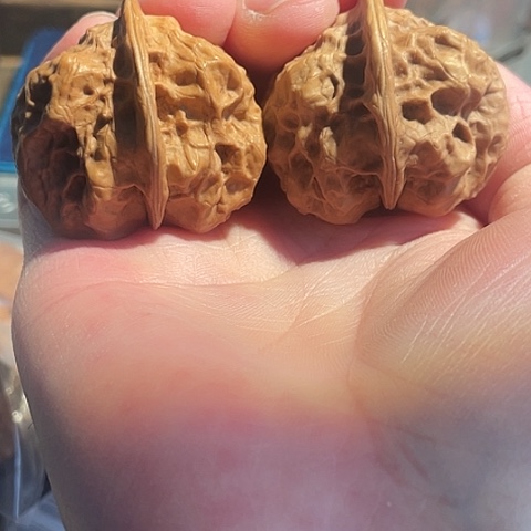 把件文玩核桃聚宝金蟾带彩39