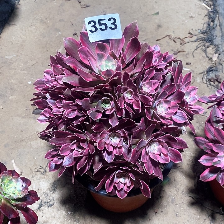 雨**虹法师植物12345678