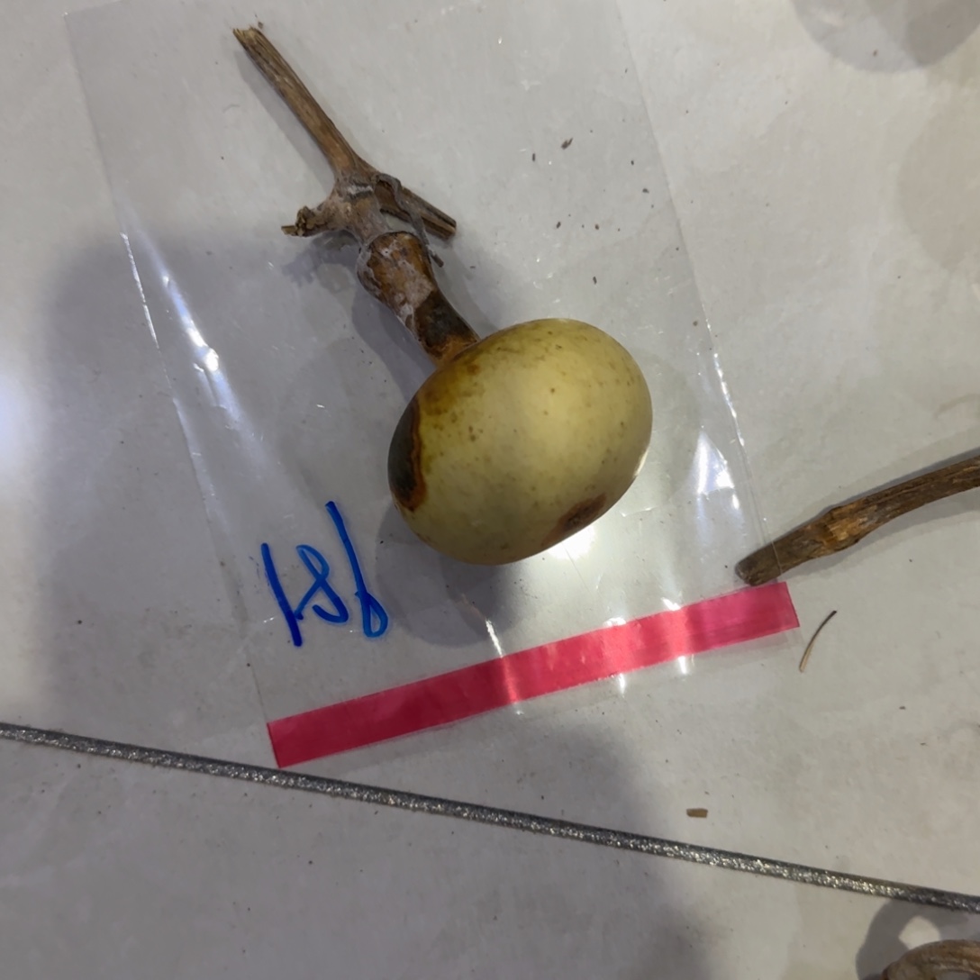 m***e葫芦咯哦群理论与Tom哦