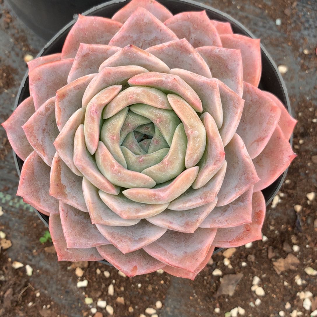 7280杂交多肉老桩