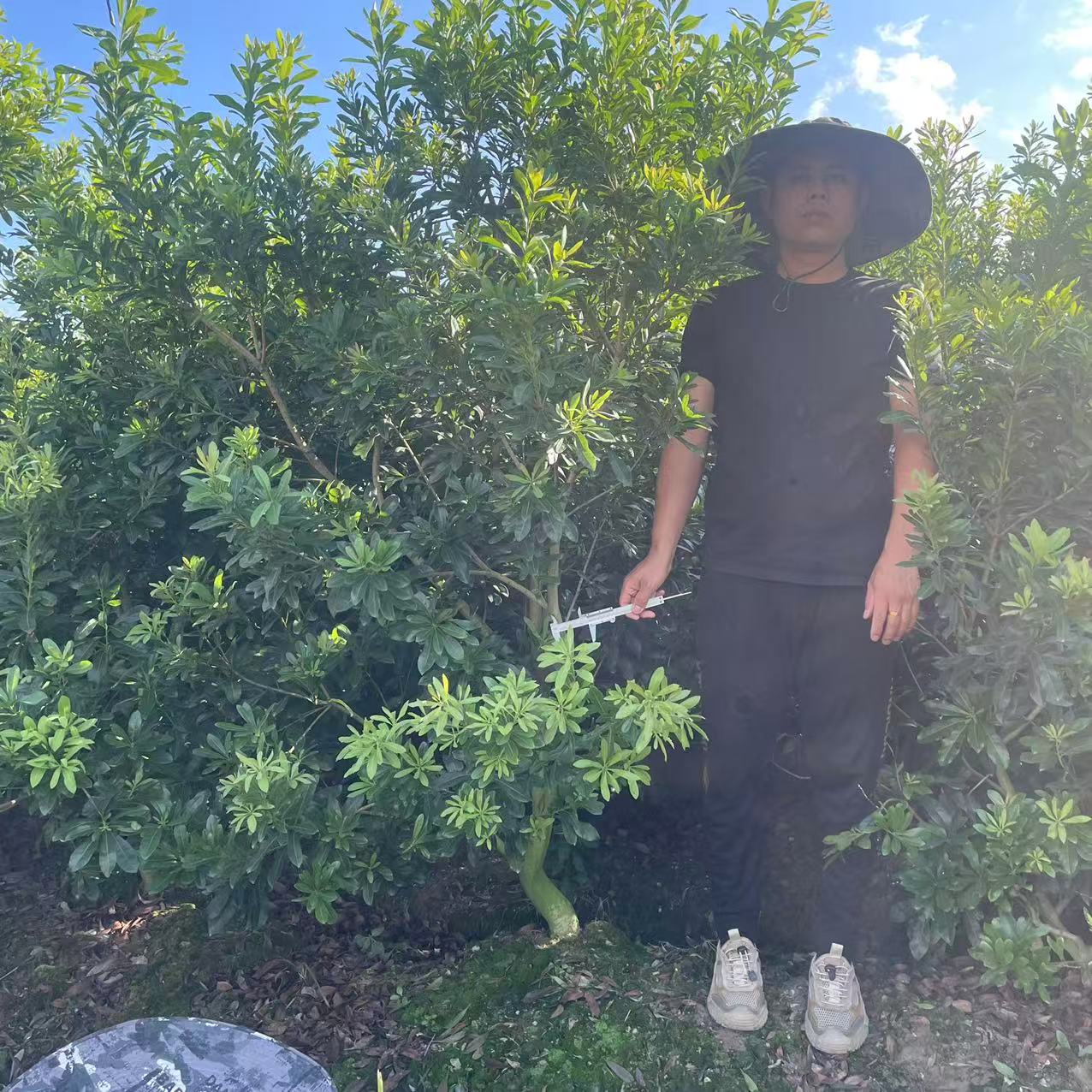 东魁黑炭杨梅树苗1-5年正宗仙居东魁杨梅盆栽种植杯苗带土发货