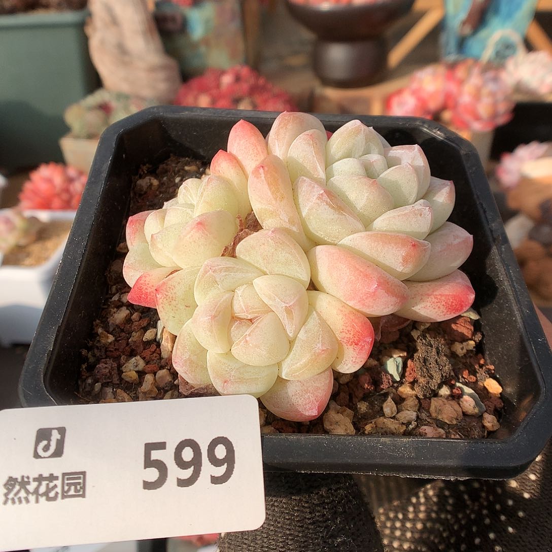599冰玉多肉植物66666