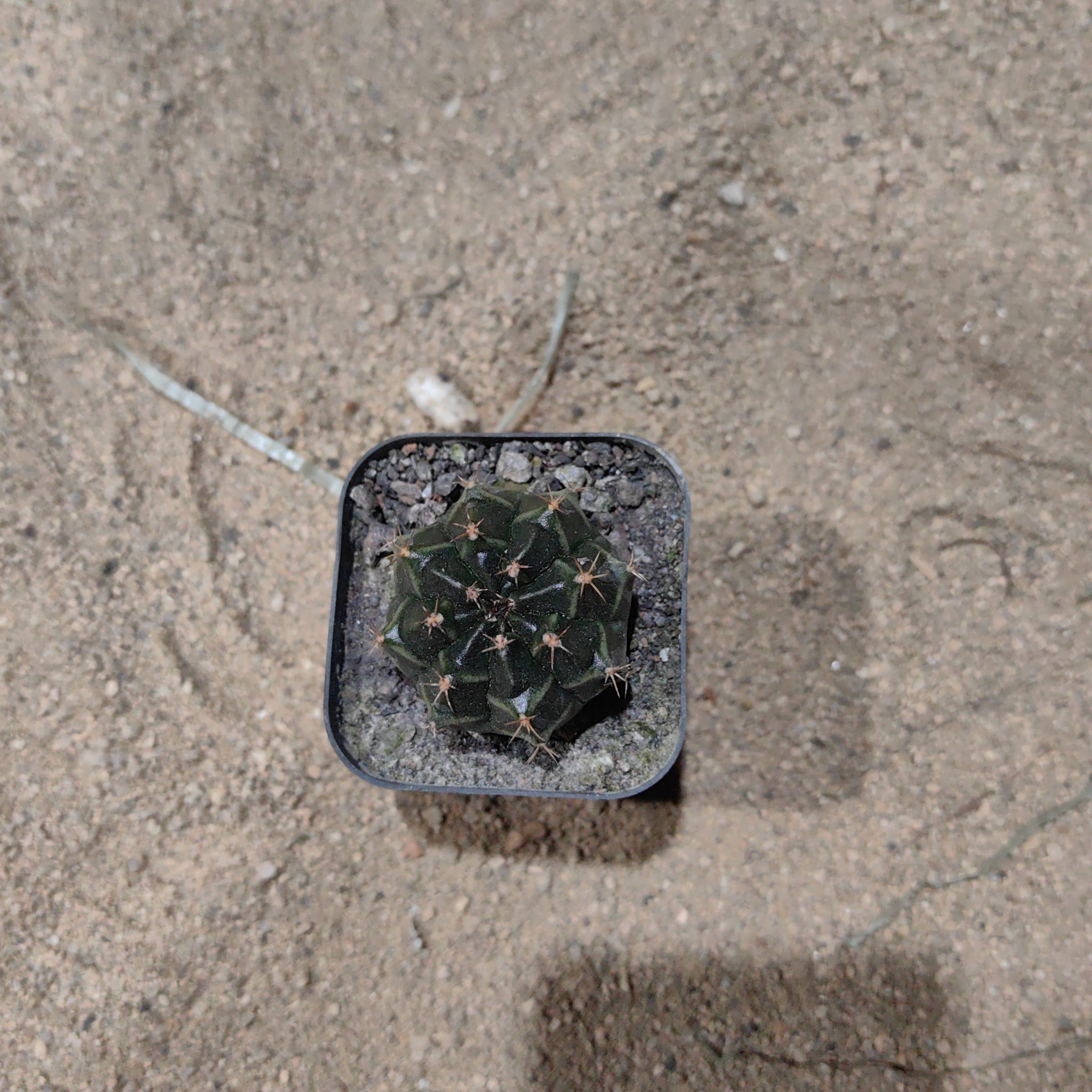 景树园艺【3-5cm牡丹】